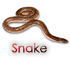 Ylan - Snake